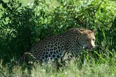 leopard (36 von 60).jpg